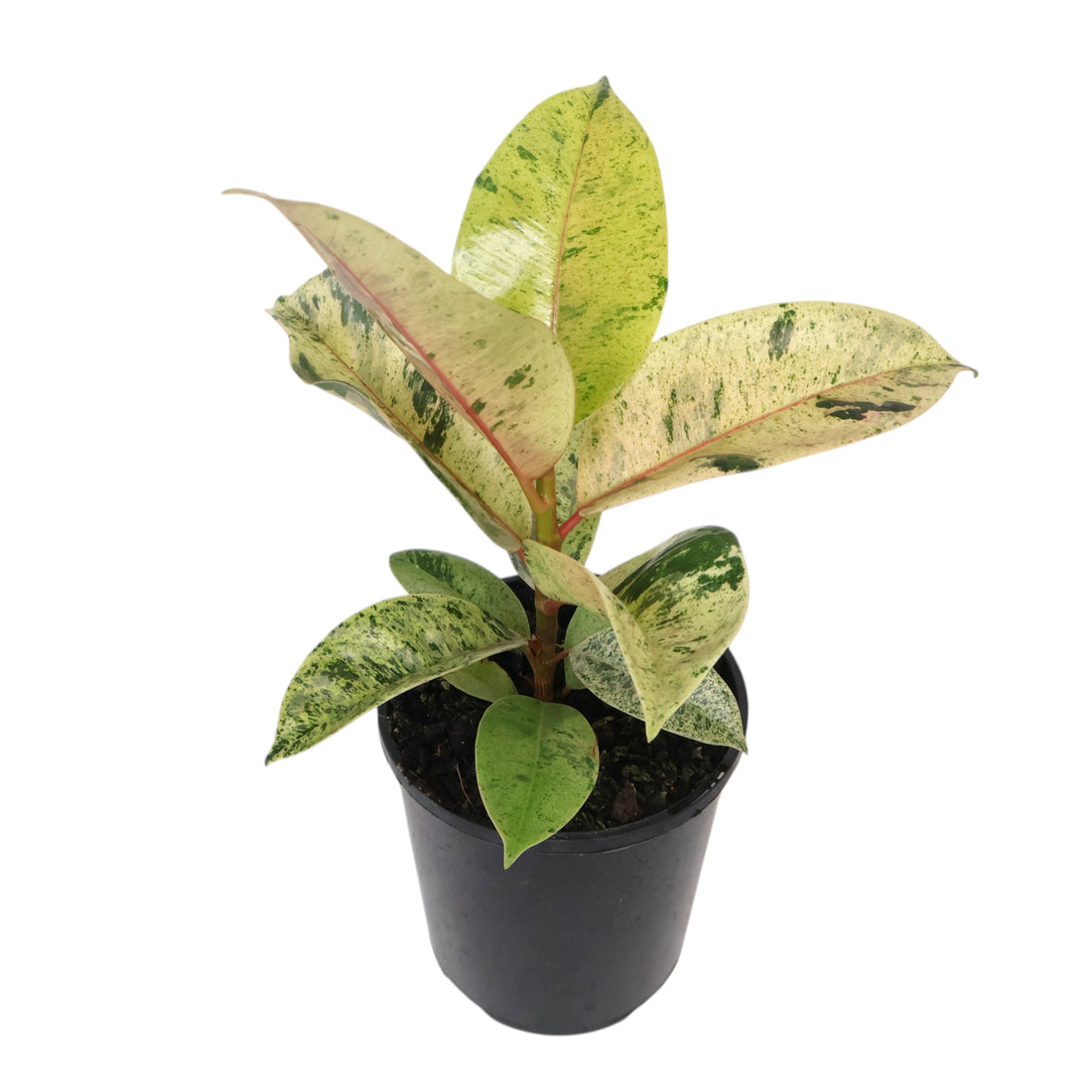 Ficus elastica Shivereana 125mm