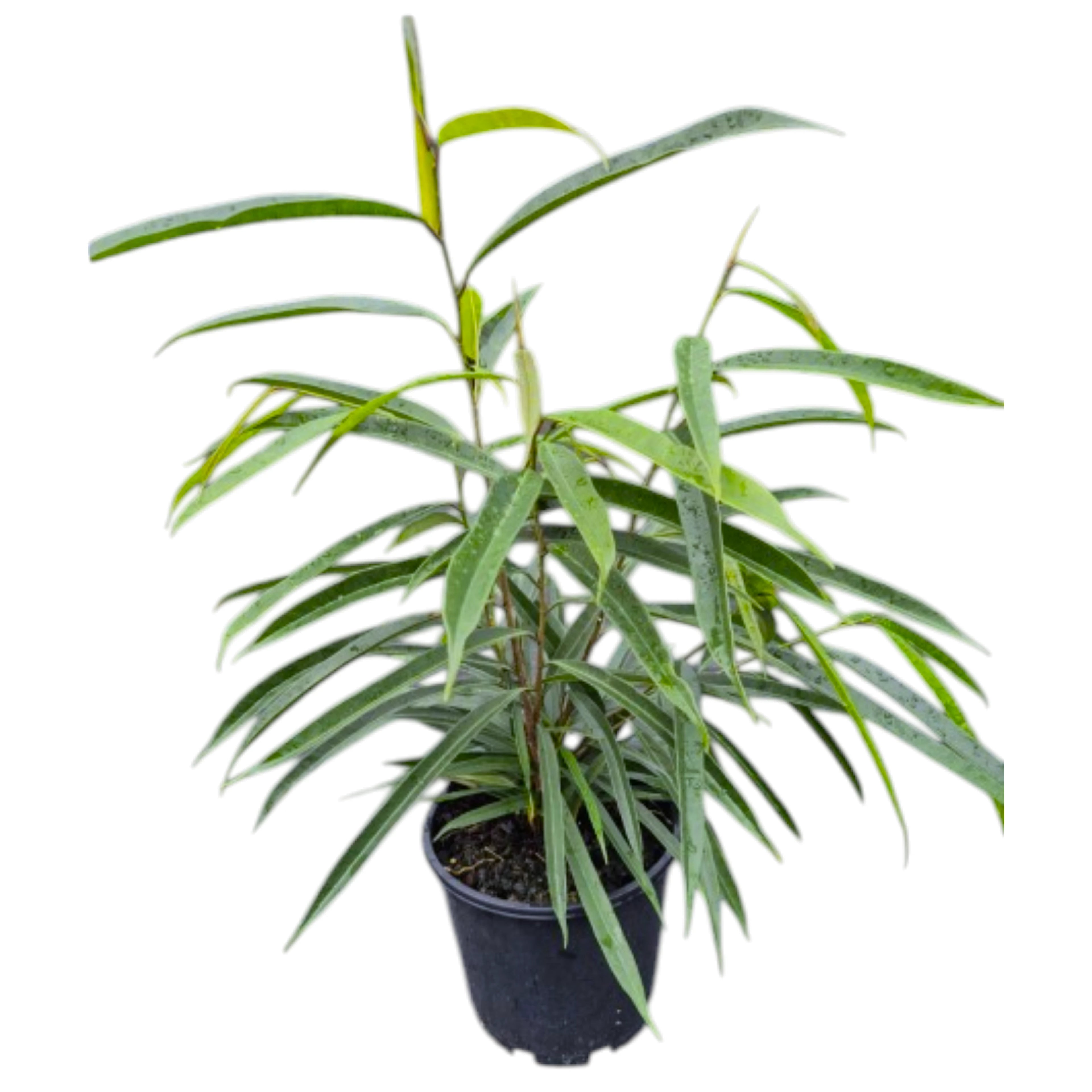 Ficus Longifolia Alii 200mm