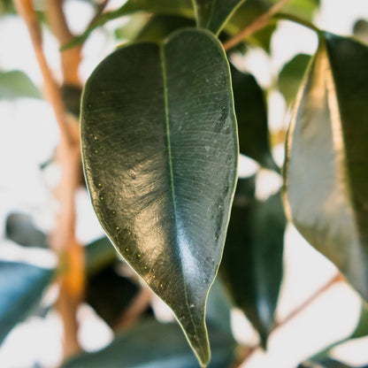 Ficus Midnight Beauty 200mm