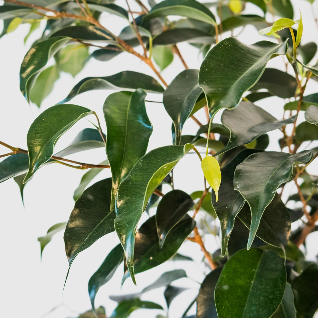 Ficus Midnight Beauty 200mm