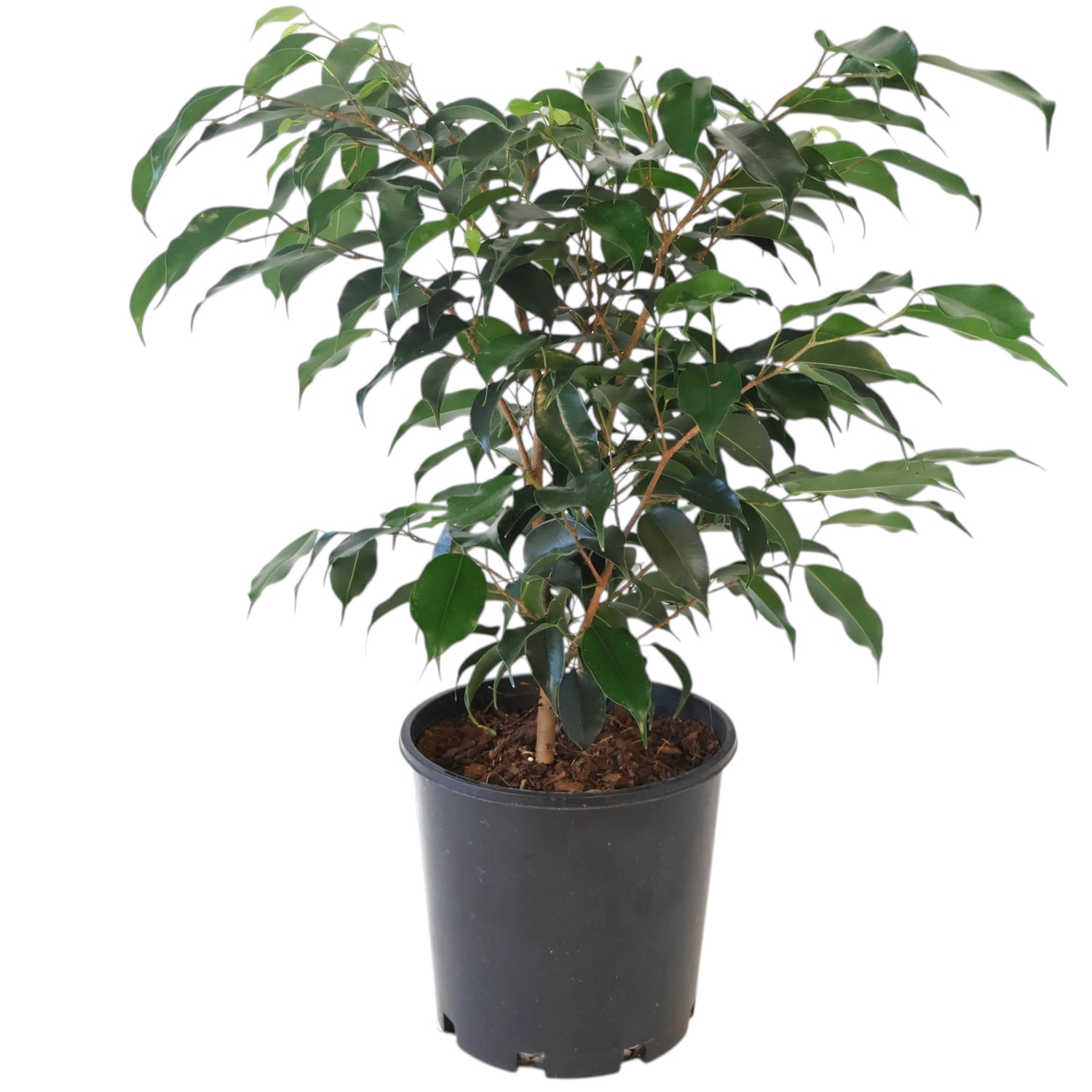 Ficus benjamina Midnight Beauty 200mm