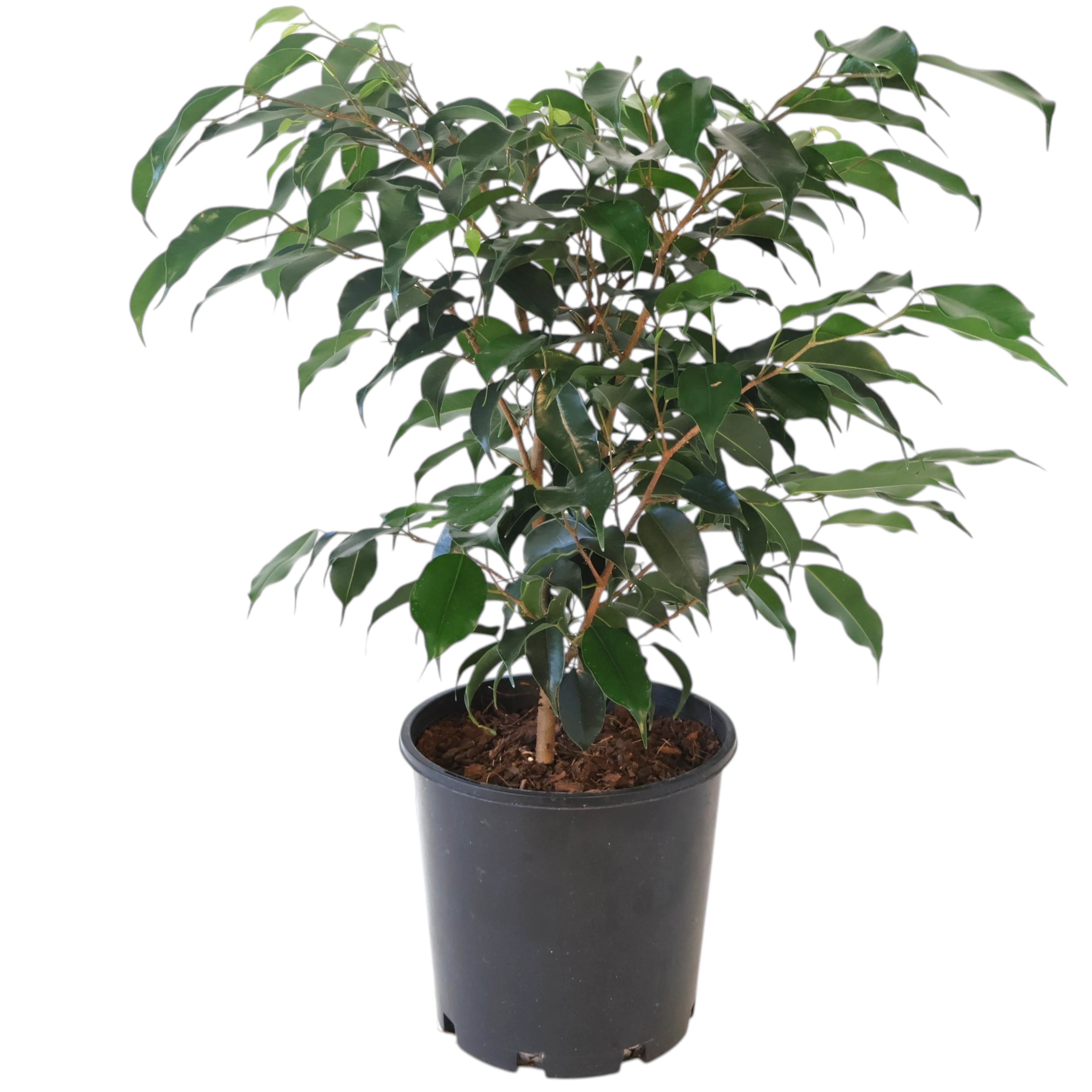 Ficus benjamina Midnight Beauty 200mm