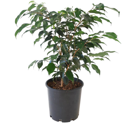 Ficus benjamina Midnight Beauty 200mm