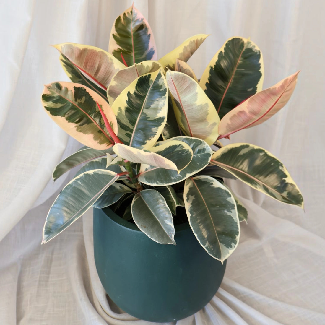 Ficus elastica Tineke - Variegated Rubber Plant 200mm