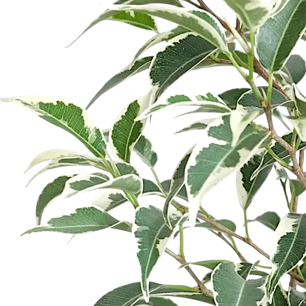 Ficus benjamina Variegata 250mm