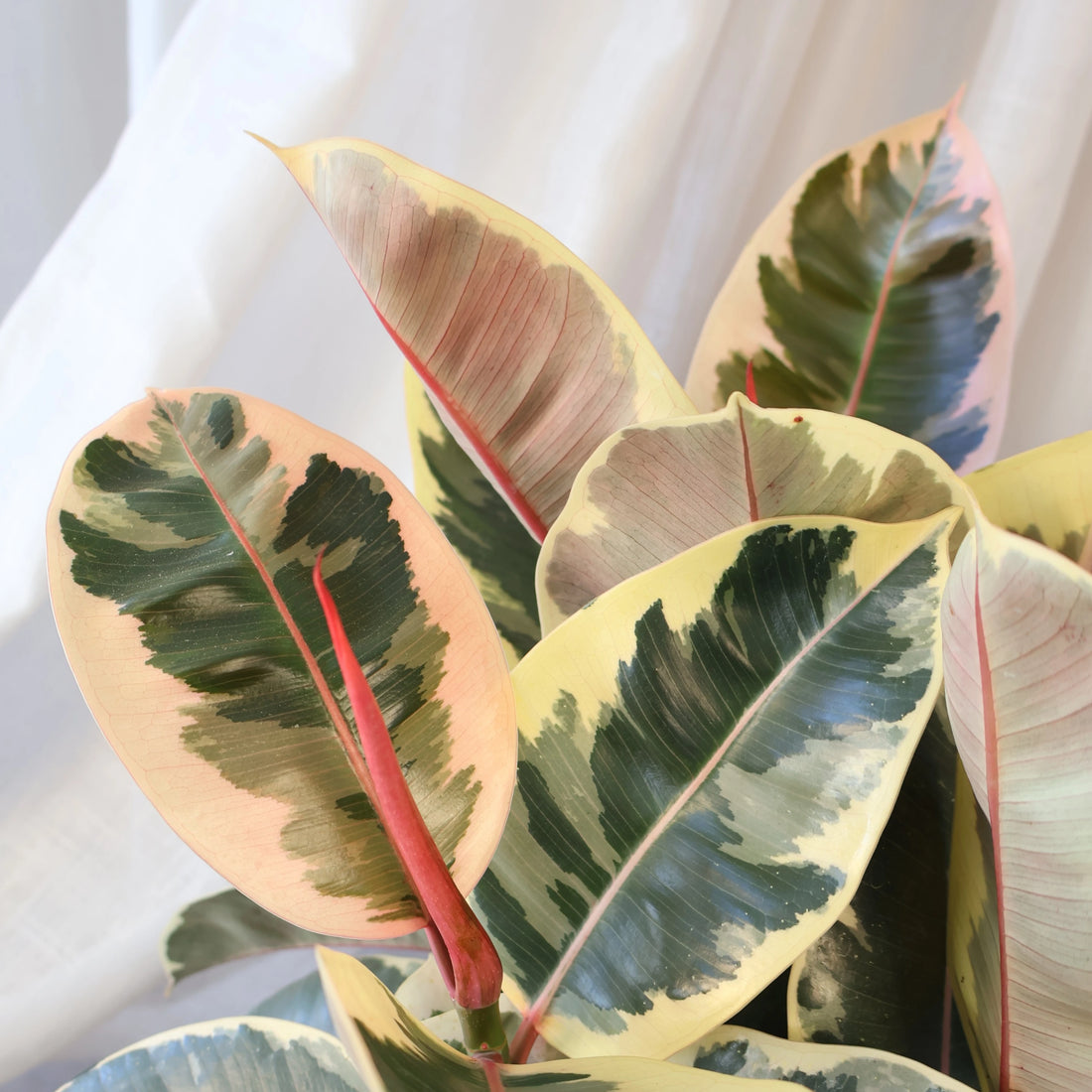 Ficus elastica Tineke - Variegated Rubber Plant 200mm