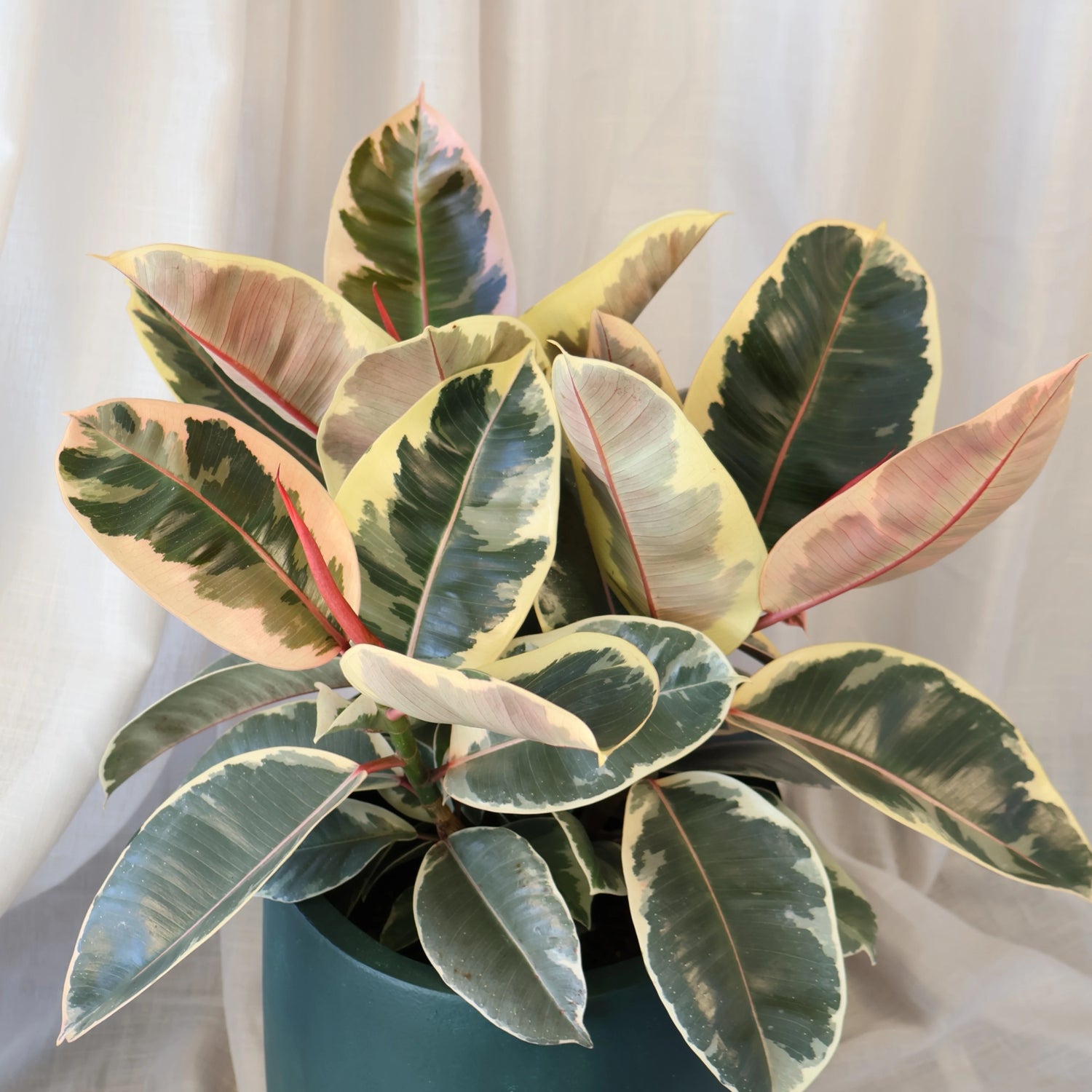 Ficus Tineke - Variegated Rubber Plant 120mm