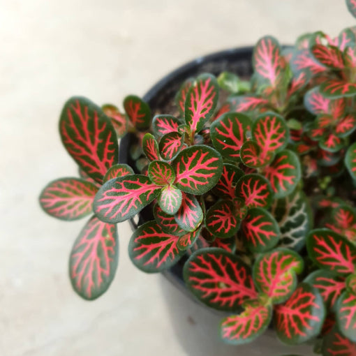 Fittonia Flammule 100mm