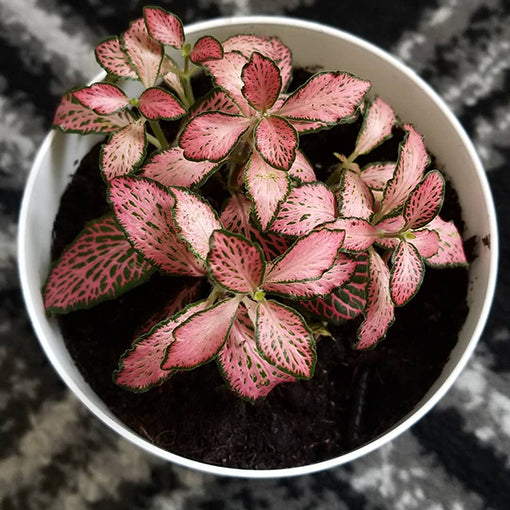 Fittonia Pink 100mm