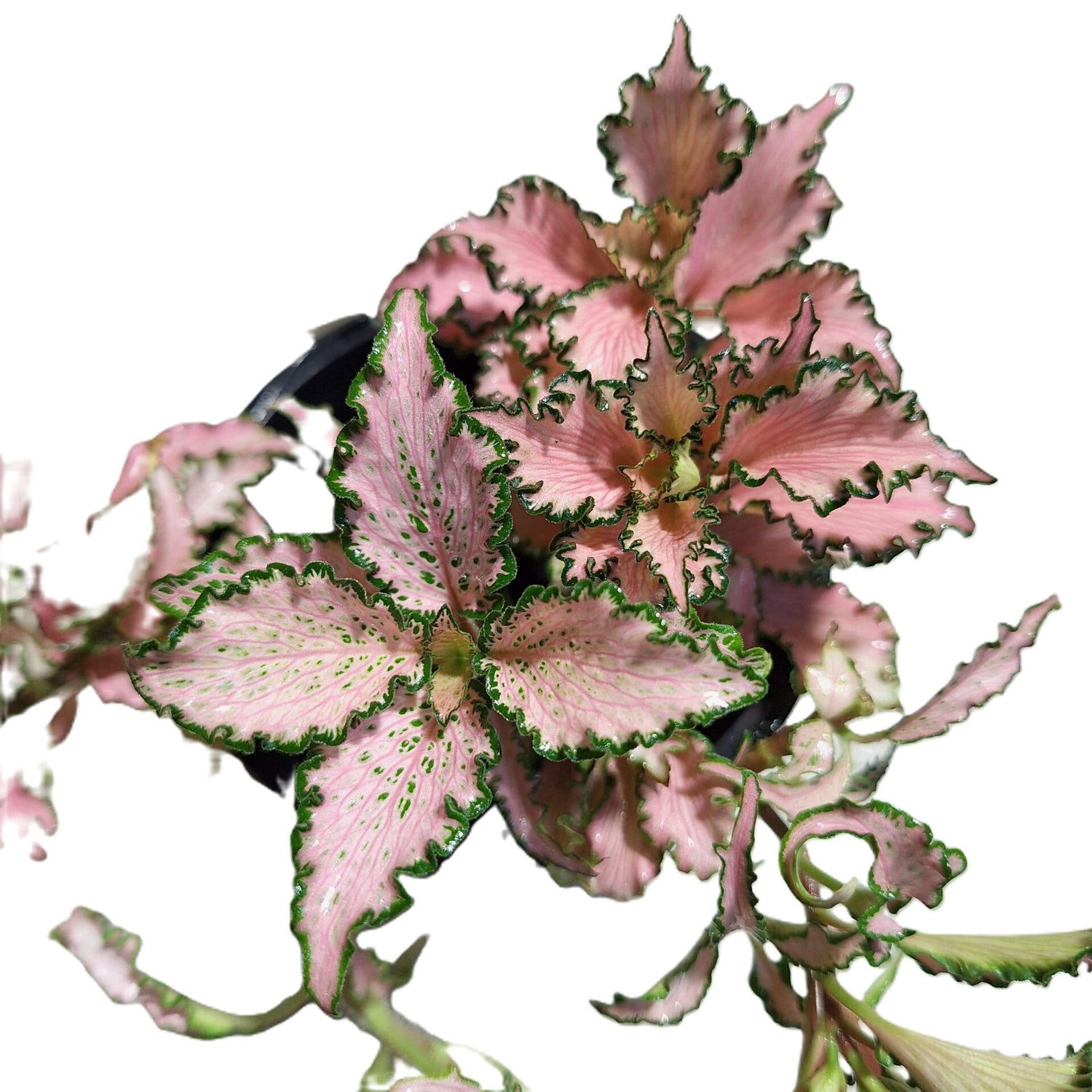 Fittonia Pink 100mm