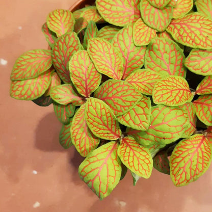 Fittonia Skeleton - Nerve plant 100mm