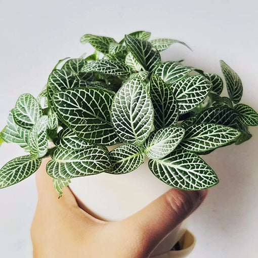 Fittonia White Anne 100mm