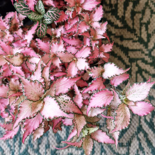 Fittonia Pink 100mm