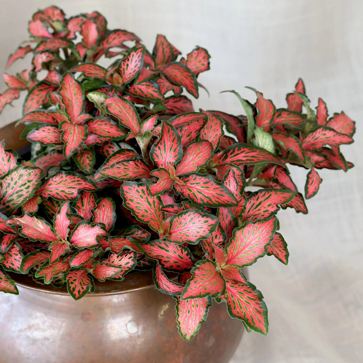Fittonia Red Flame 90mm