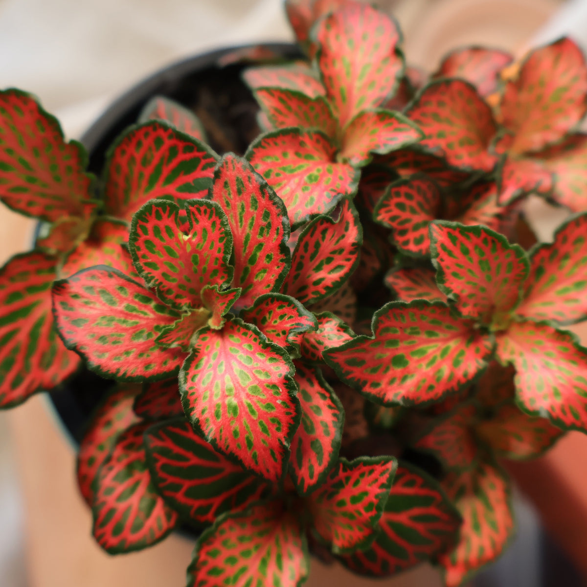 Fittonia Firetail Nerve Plant 100mm