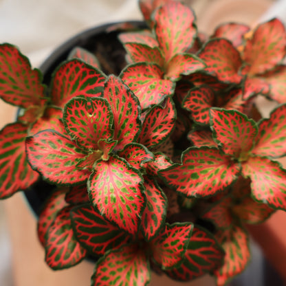 Fittonia Firetail Nerve Plant 100mm