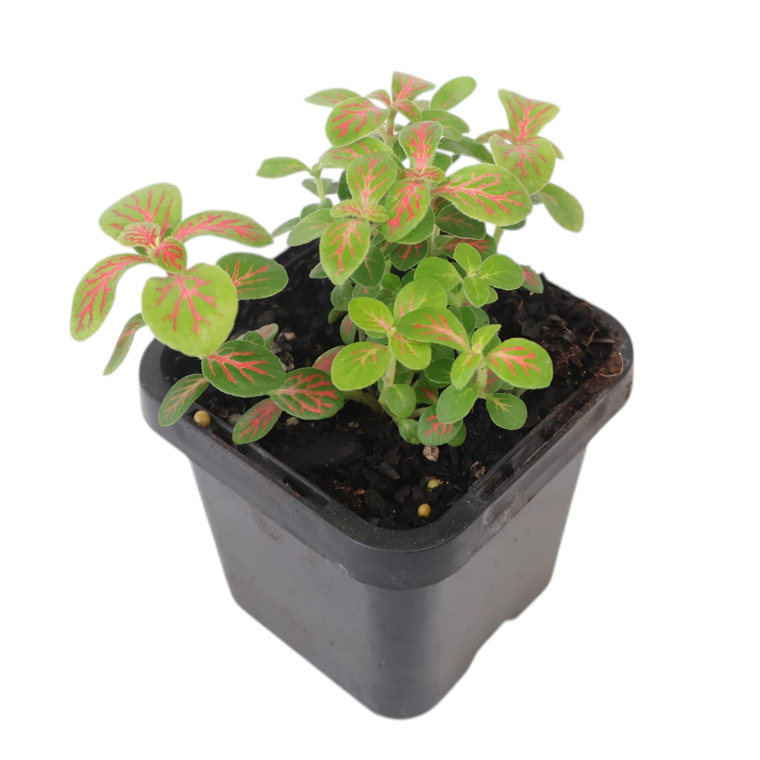 Fittonia verschaffeltii Jade 70mm