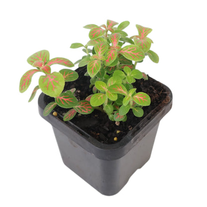 Fittonia verschaffeltii Jade 70mm