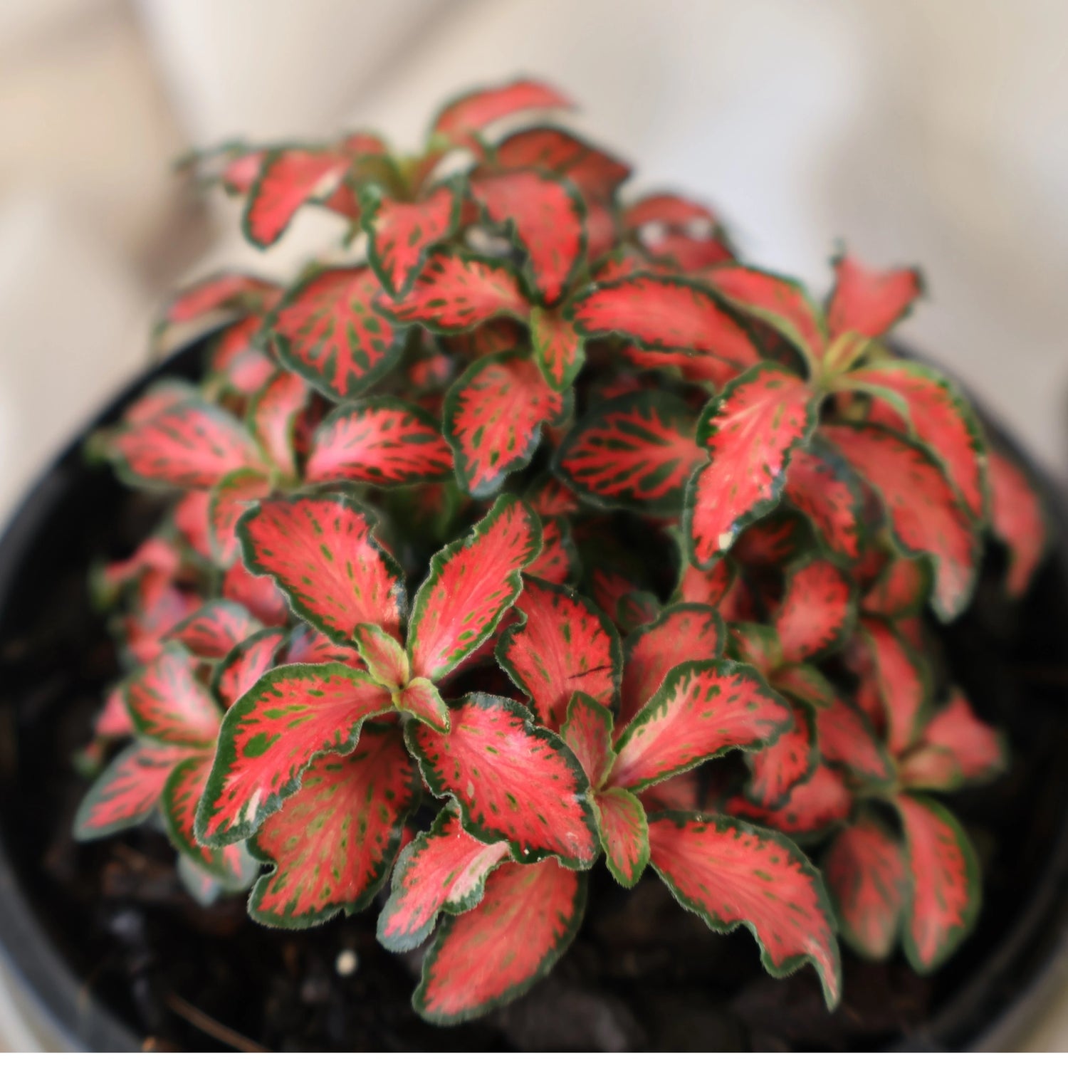 Fittonia Jungle Flame 100mm