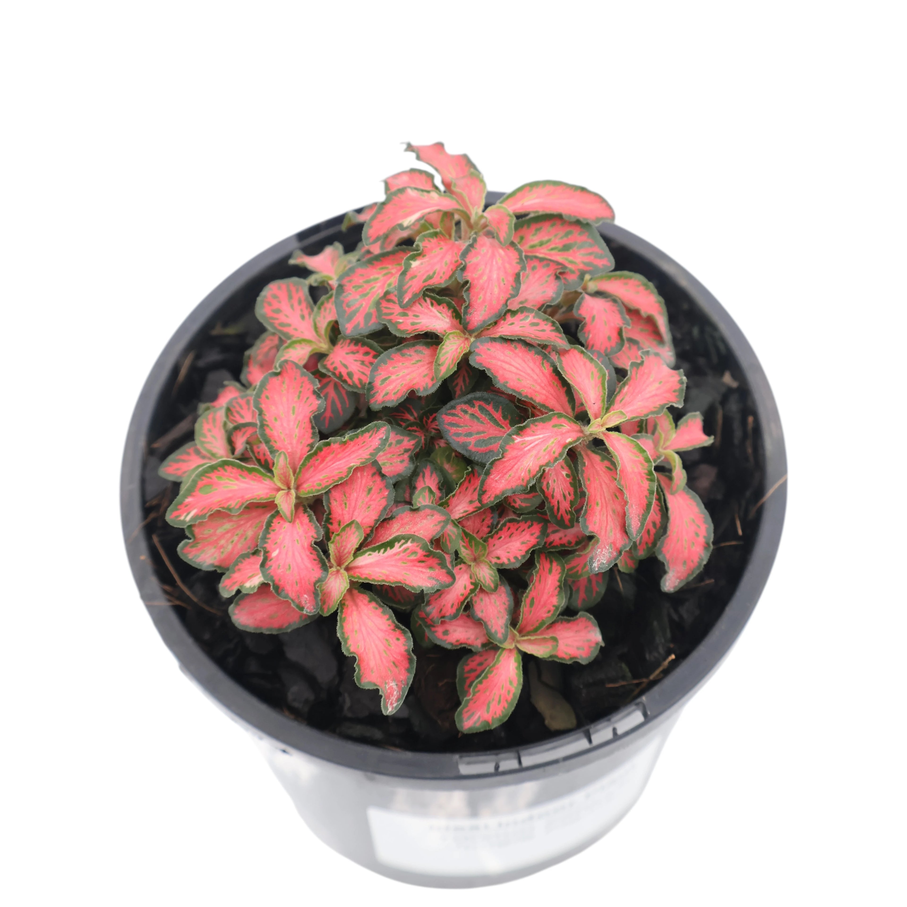 Fittonia Jungle Flame 100mm