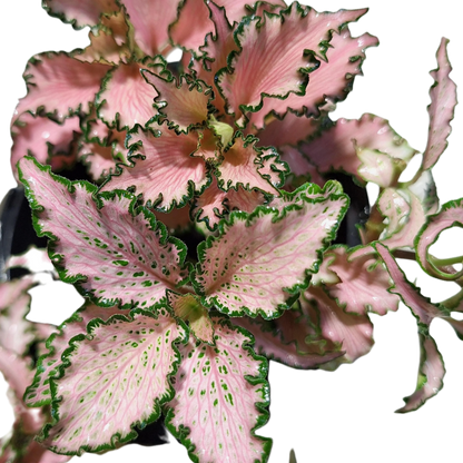 Fittonia Pink Nerve Plant 90mm