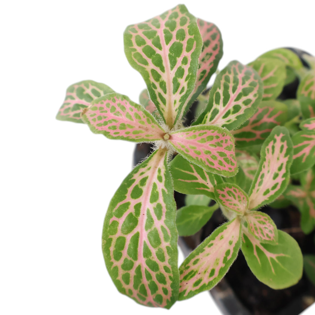 Fittonia verschaffeltii Pink Alice 70mm