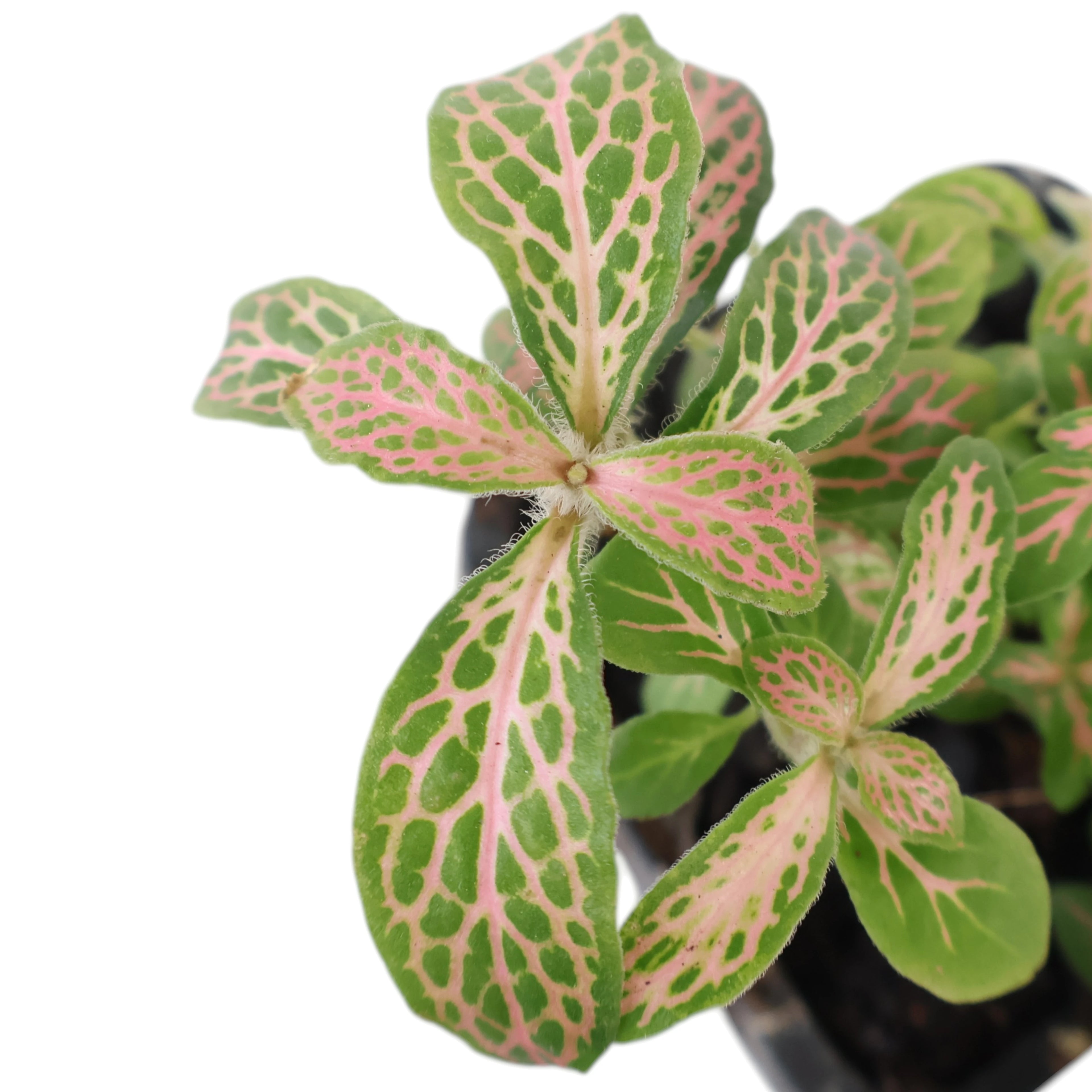 Fittonia verschaffeltii Pink Alice 70mm