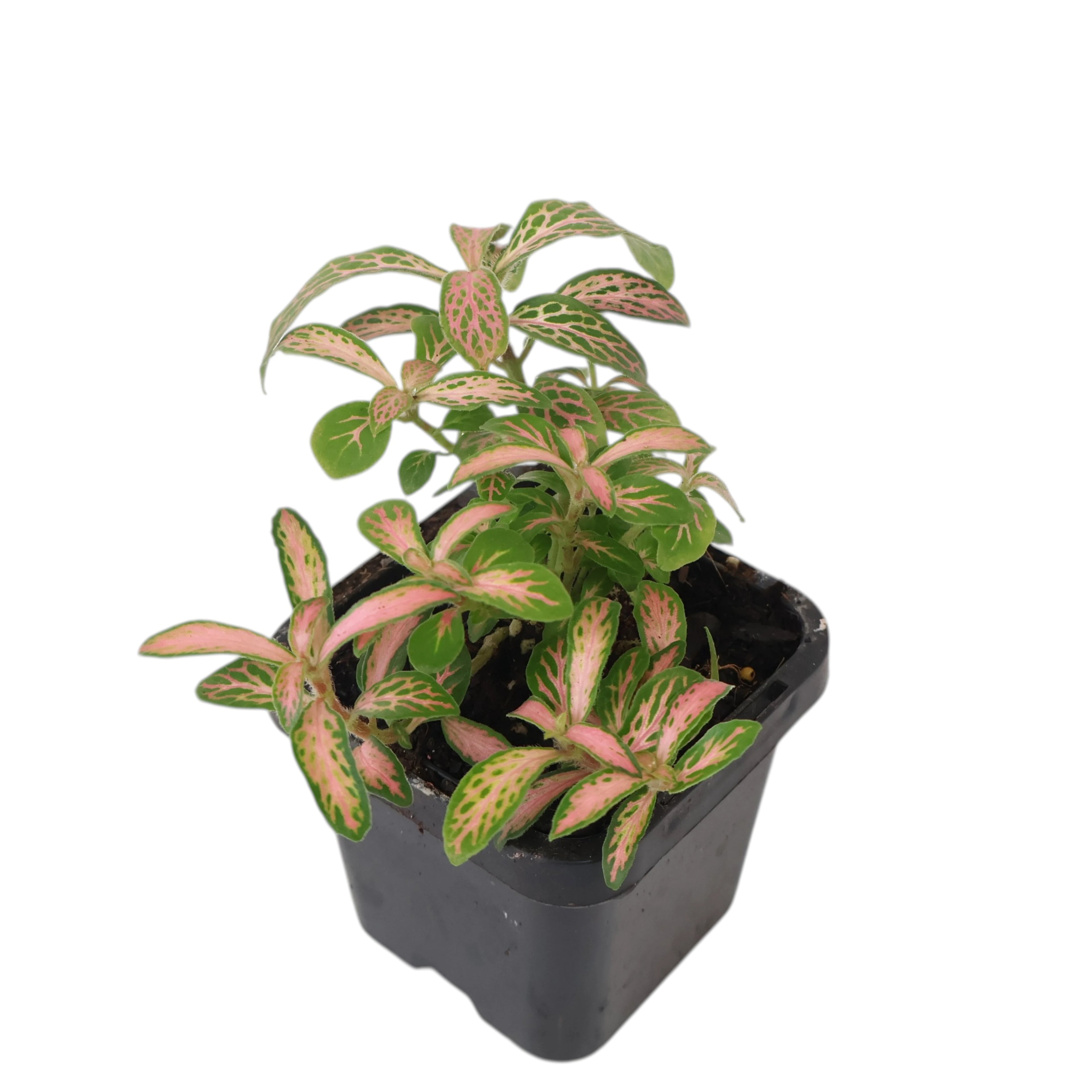 Fittonia verschaffeltii Pink Alice 70mm