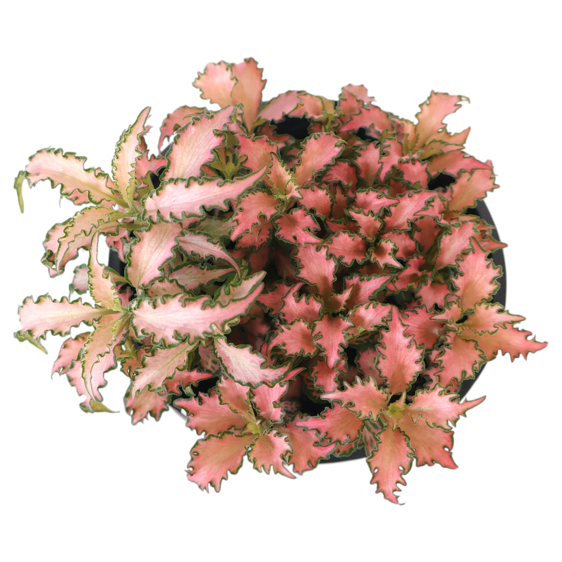 Fittonia Pink Forest Flame 100mm