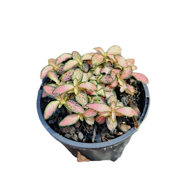 Fittonia Pink Forest Flame 100mm