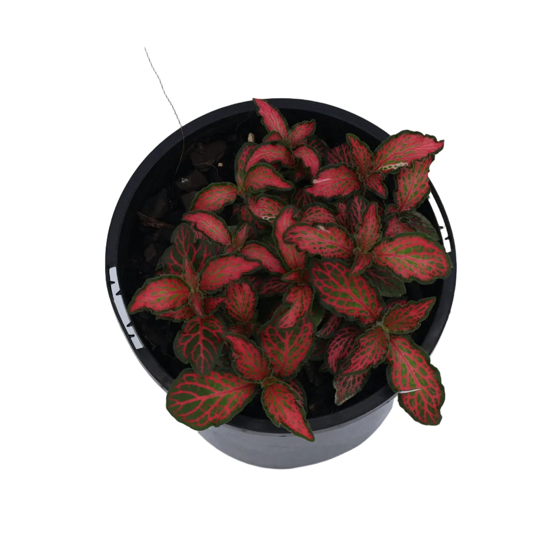 Fittonia Red Flame 100mm