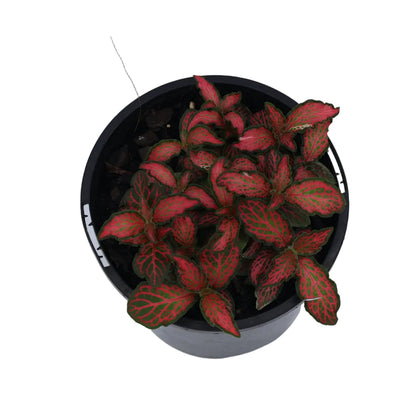 Fittonia Red Flame 100mm
