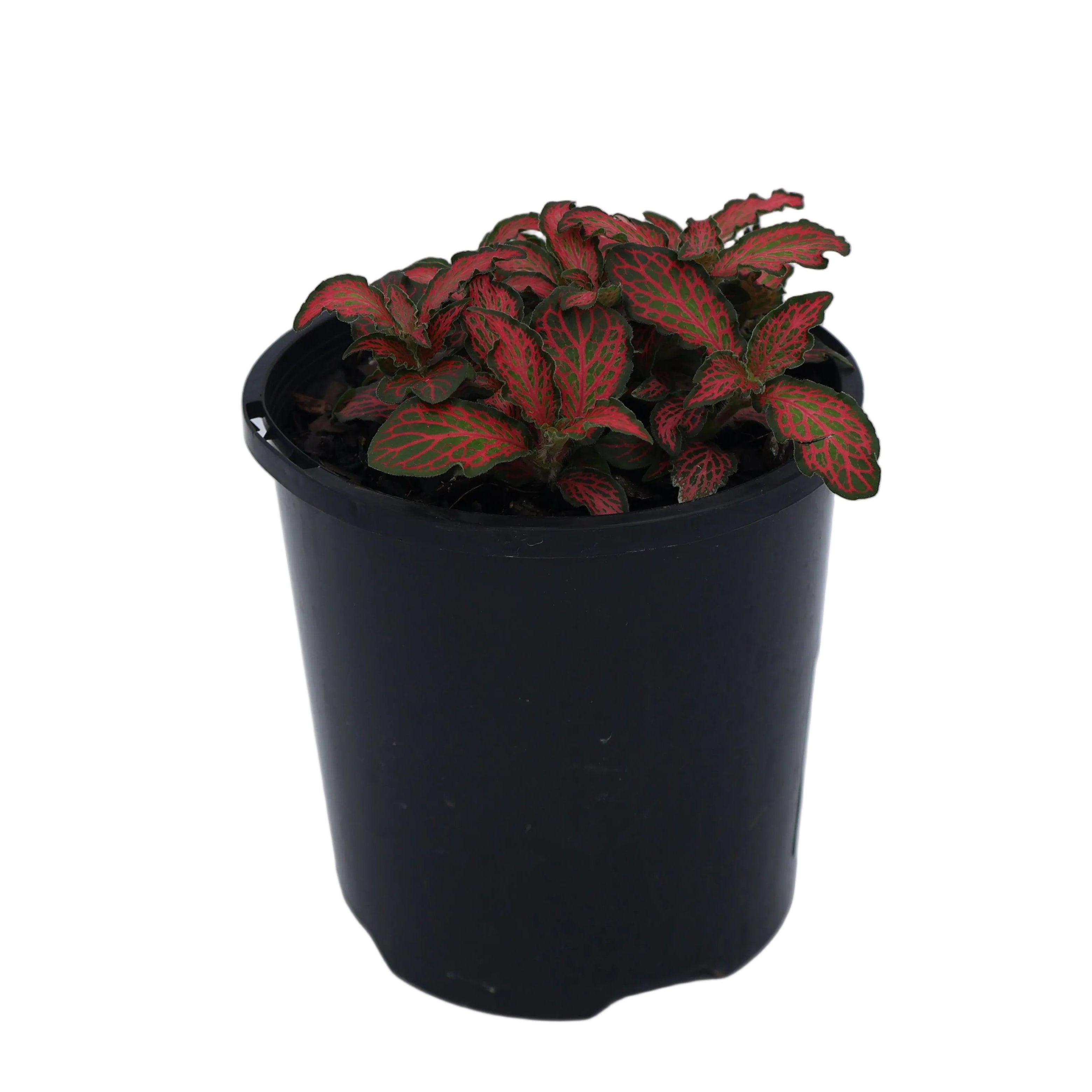Fittonia Red Flame 100mm