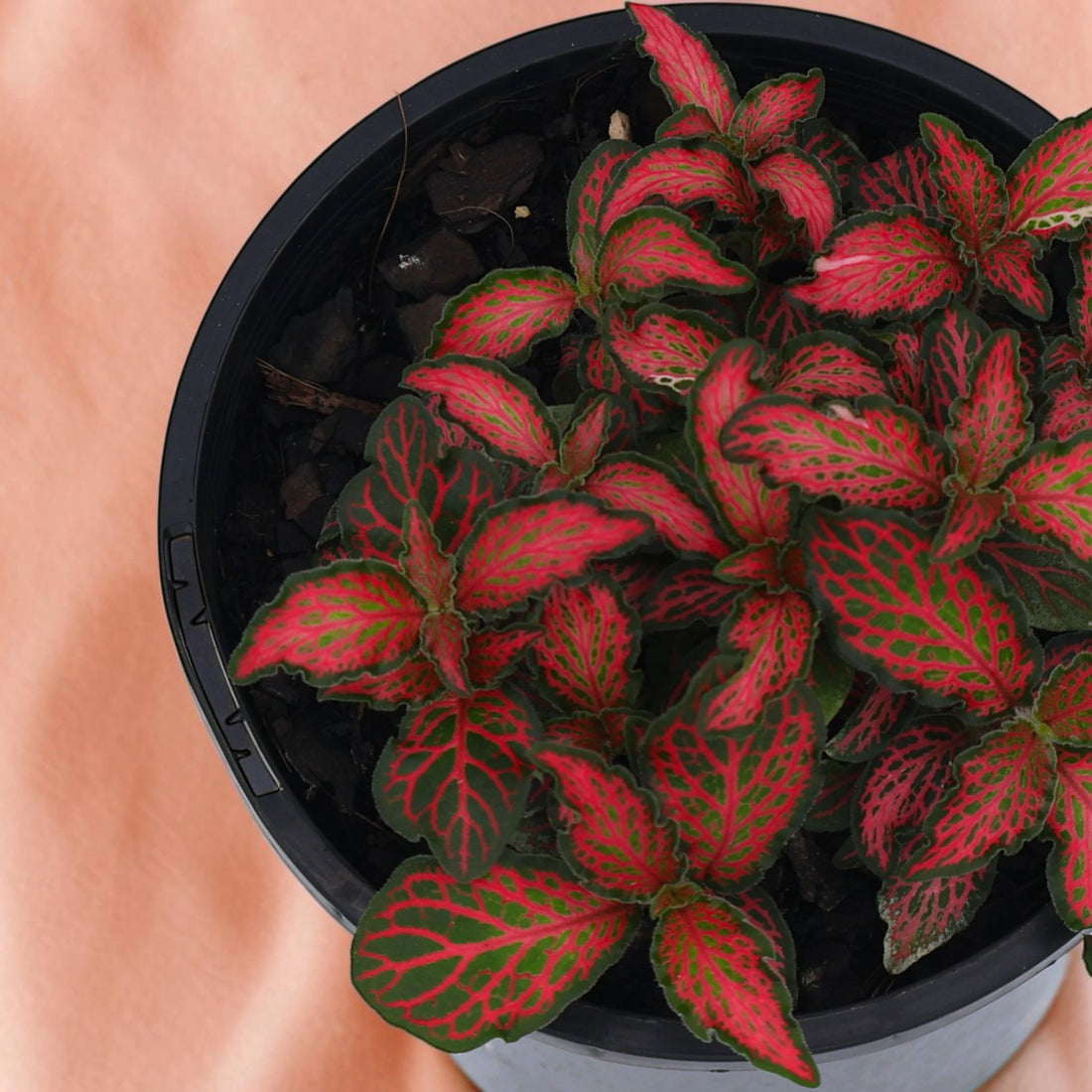 Fittonia Red Flame 100mm