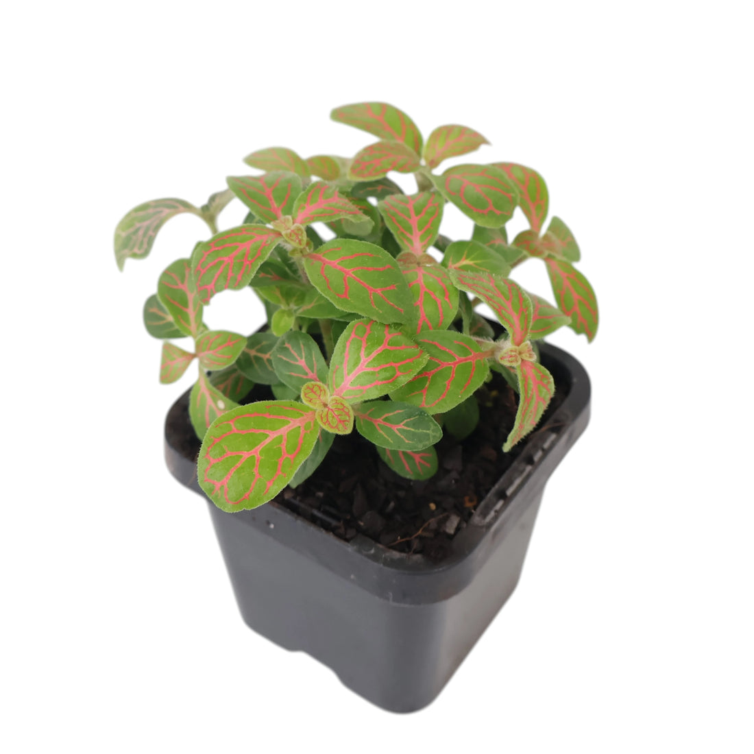 Fittonia verschaffeltii Red Ruyi 70mm