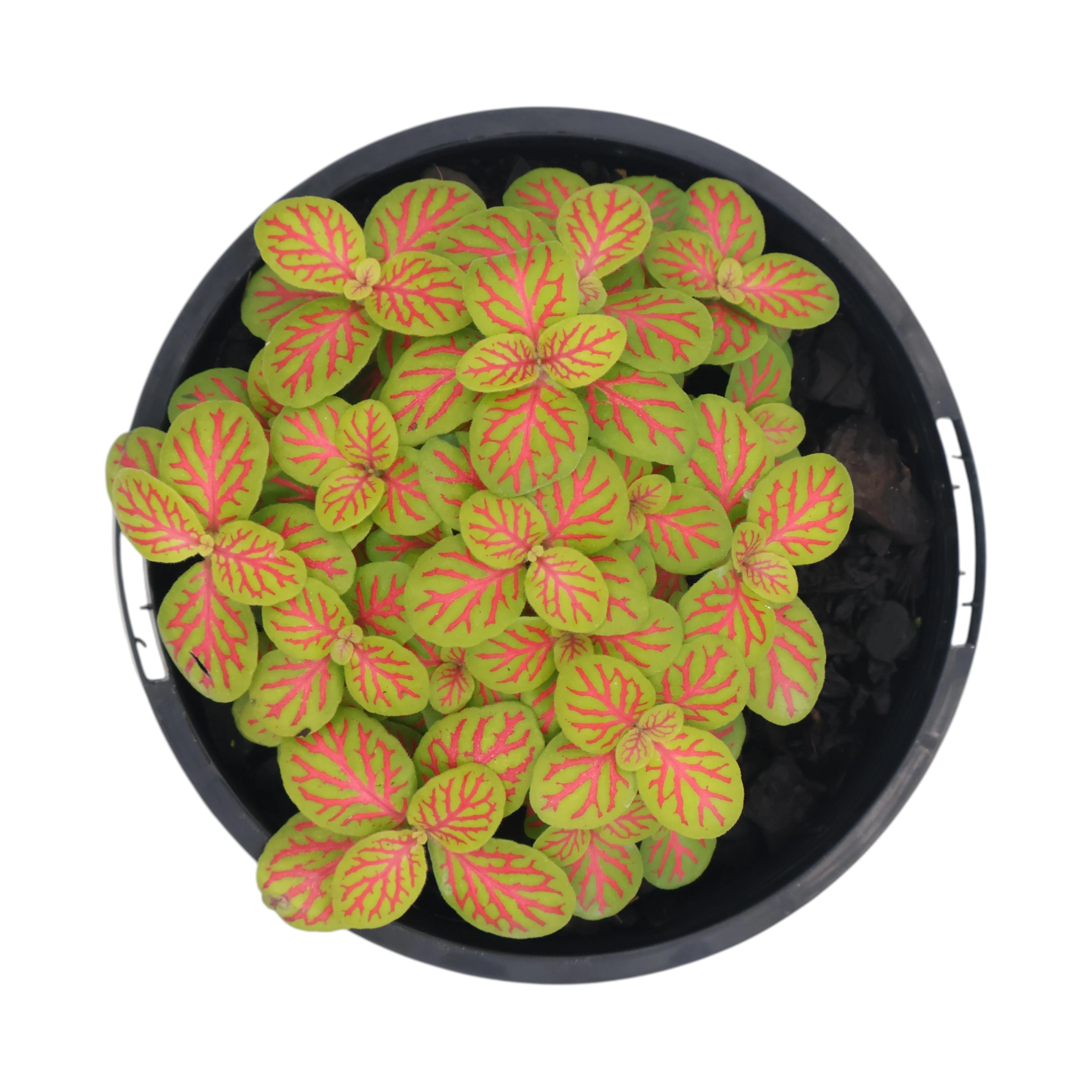 Fittonia Skeleton - Nerve plant 100mm