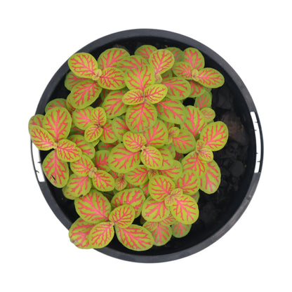 Fittonia Skeleton - Nerve plant 100mm
