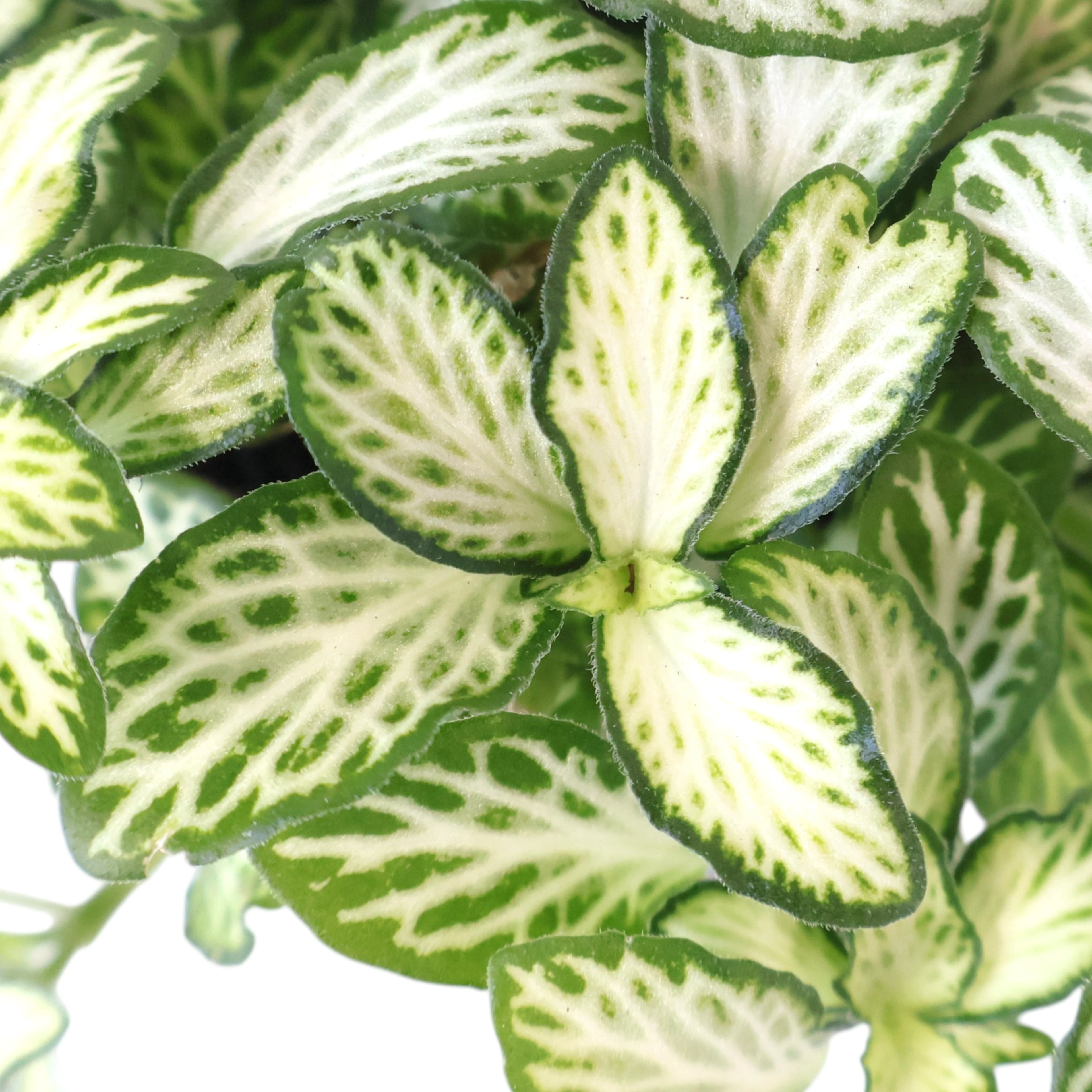 Fittonia Snow Anne 90mm
