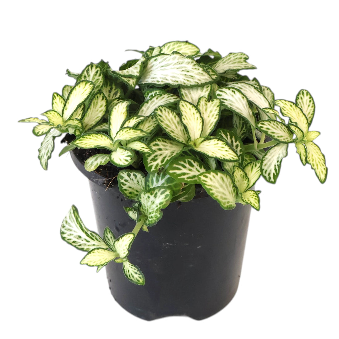 Fittonia Snow Anne 90mm