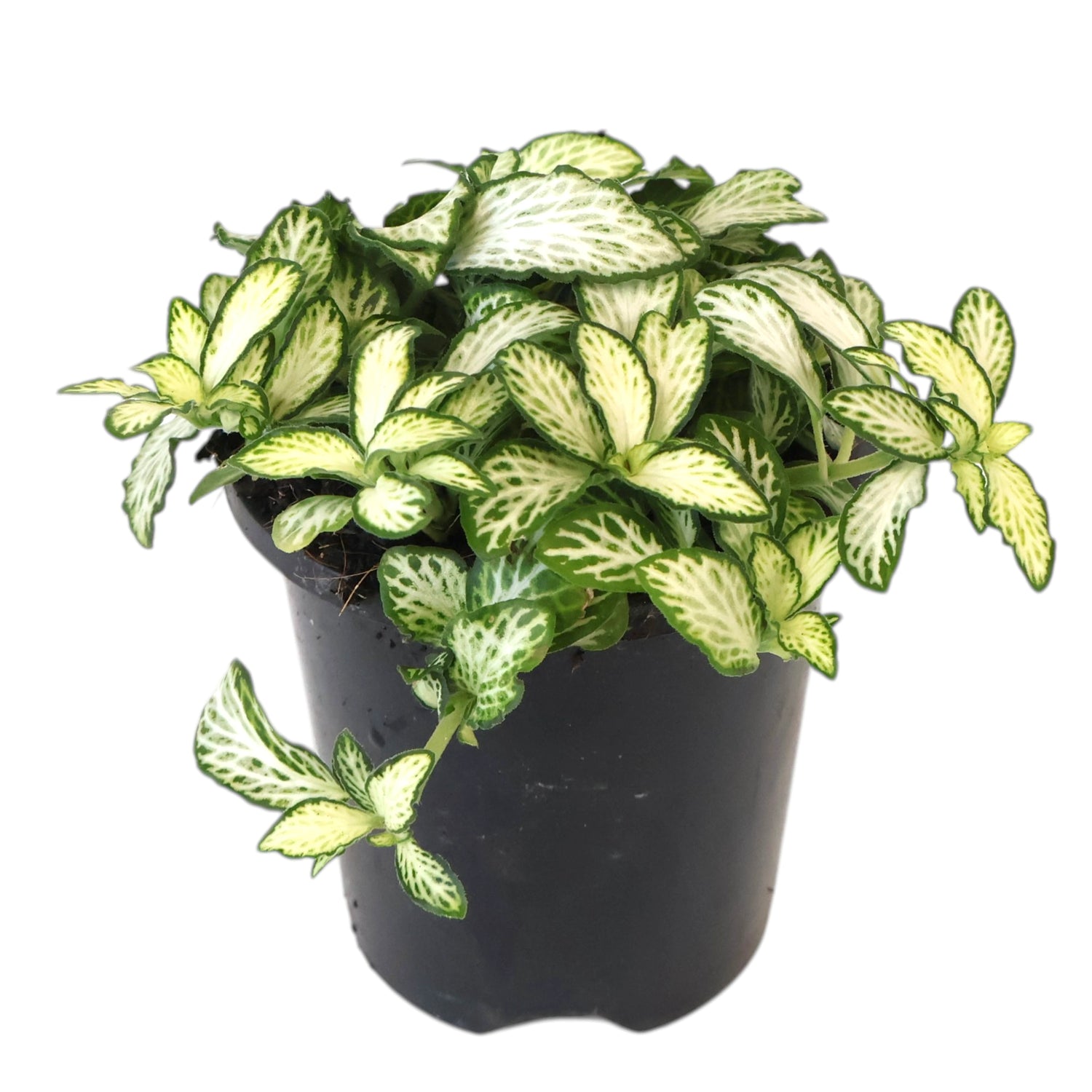 Fittonia Snow Anne 90mm