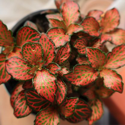 Fittonia Firetail 70mm