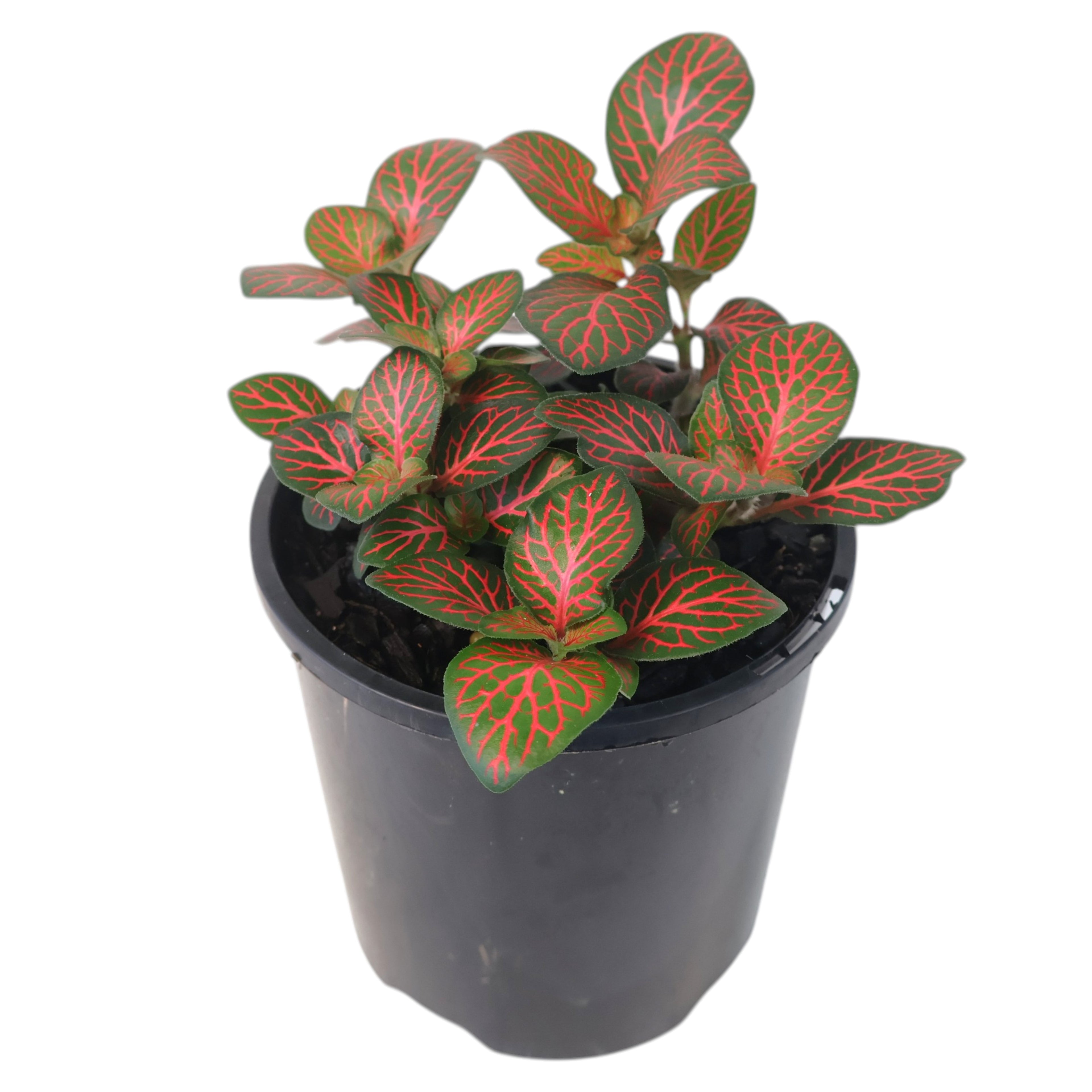 Fittonia Flammule 100mm