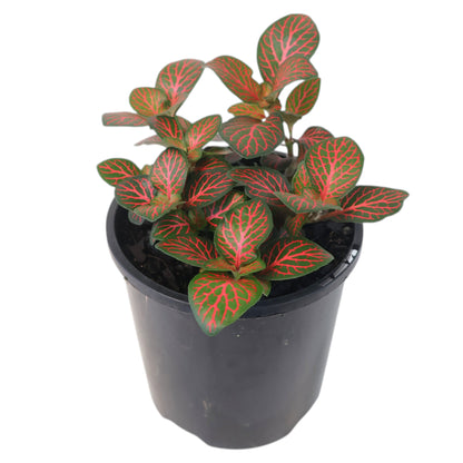 Fittonia Flammule 100mm