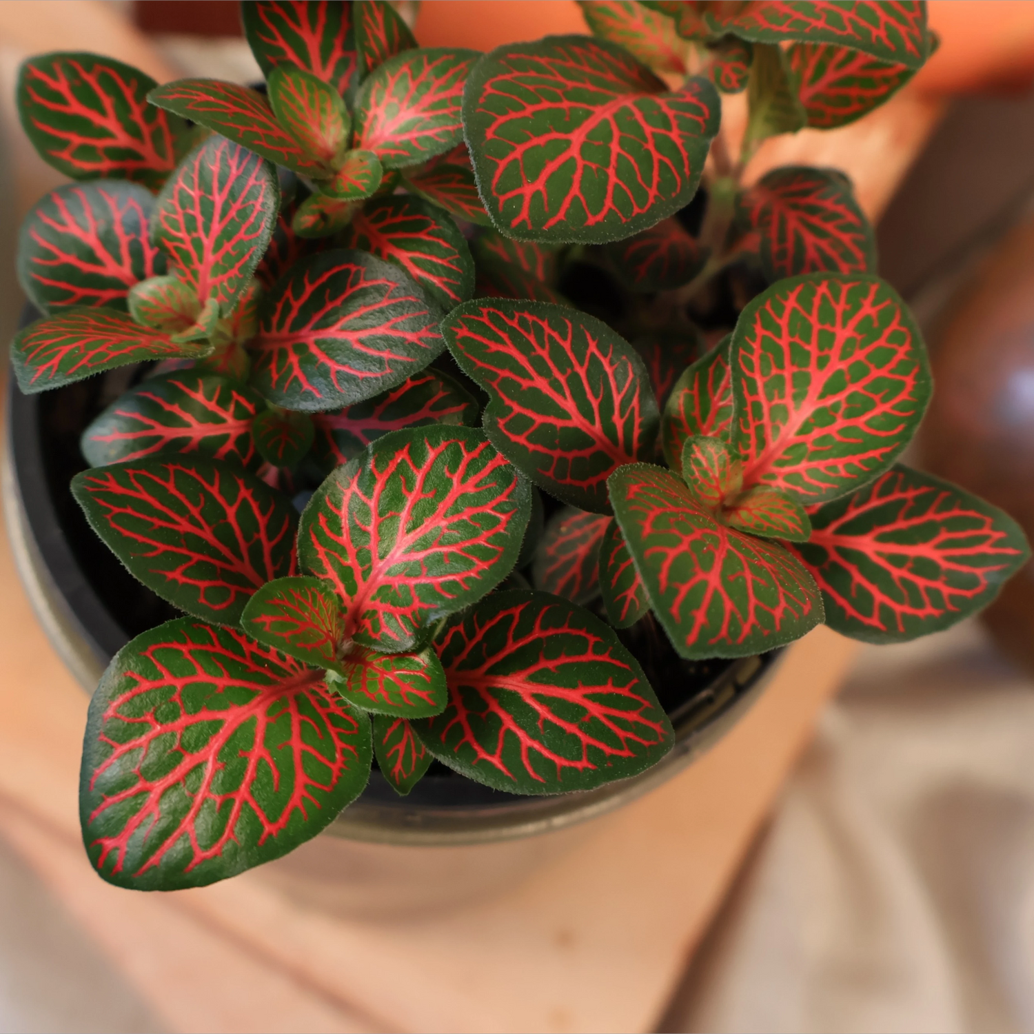 Fittonia Flammule 100mm