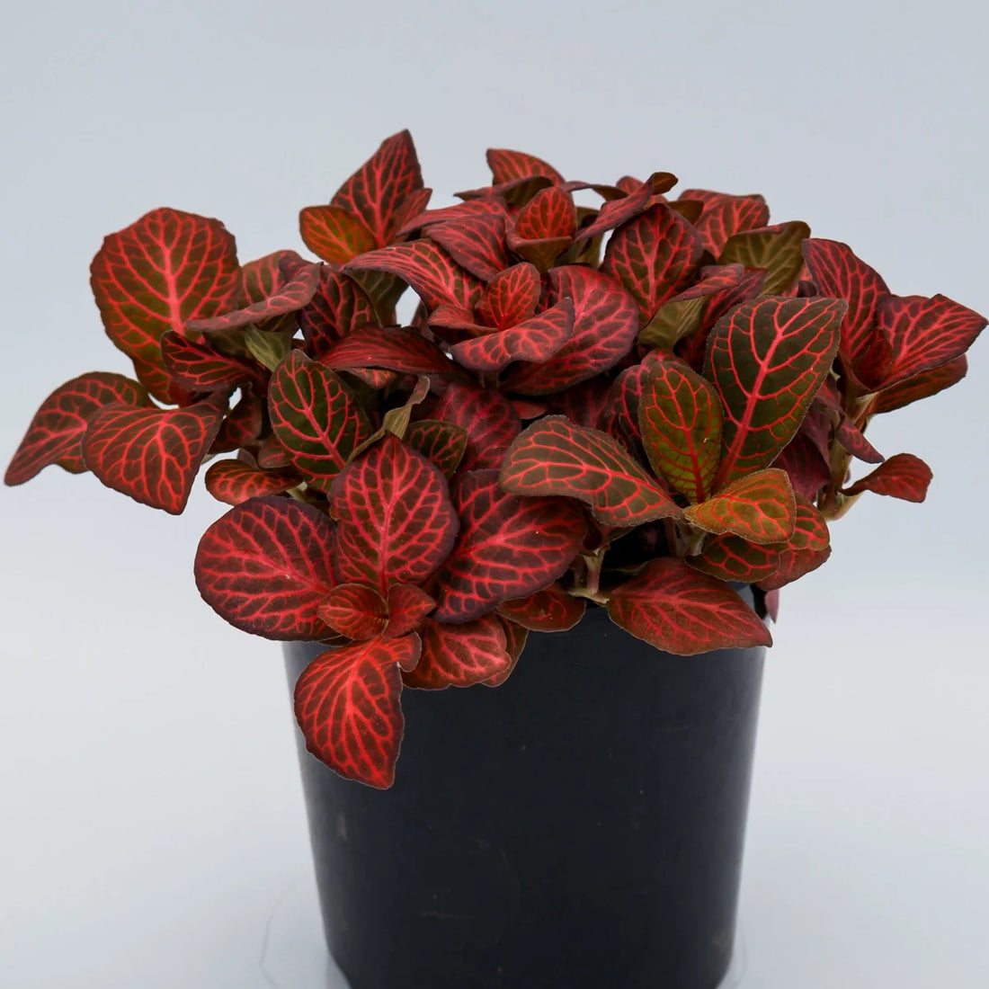 Fittonia Jungle Flame 100mm