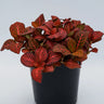 Fittonia Jungle Flame 100mm