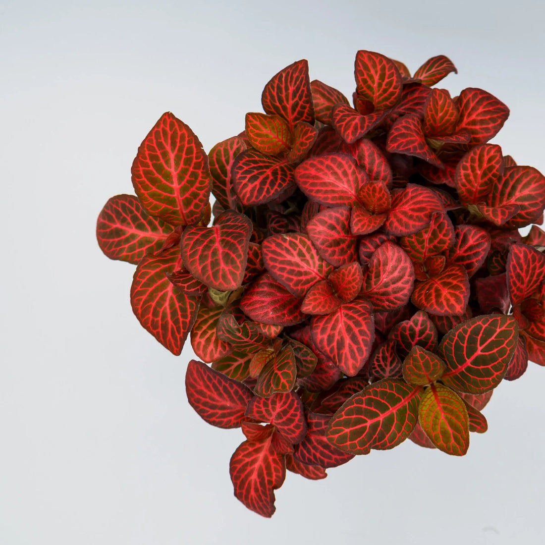 Fittonia Jungle Flame 100mm