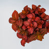 Fittonia Jungle Flame 100mm