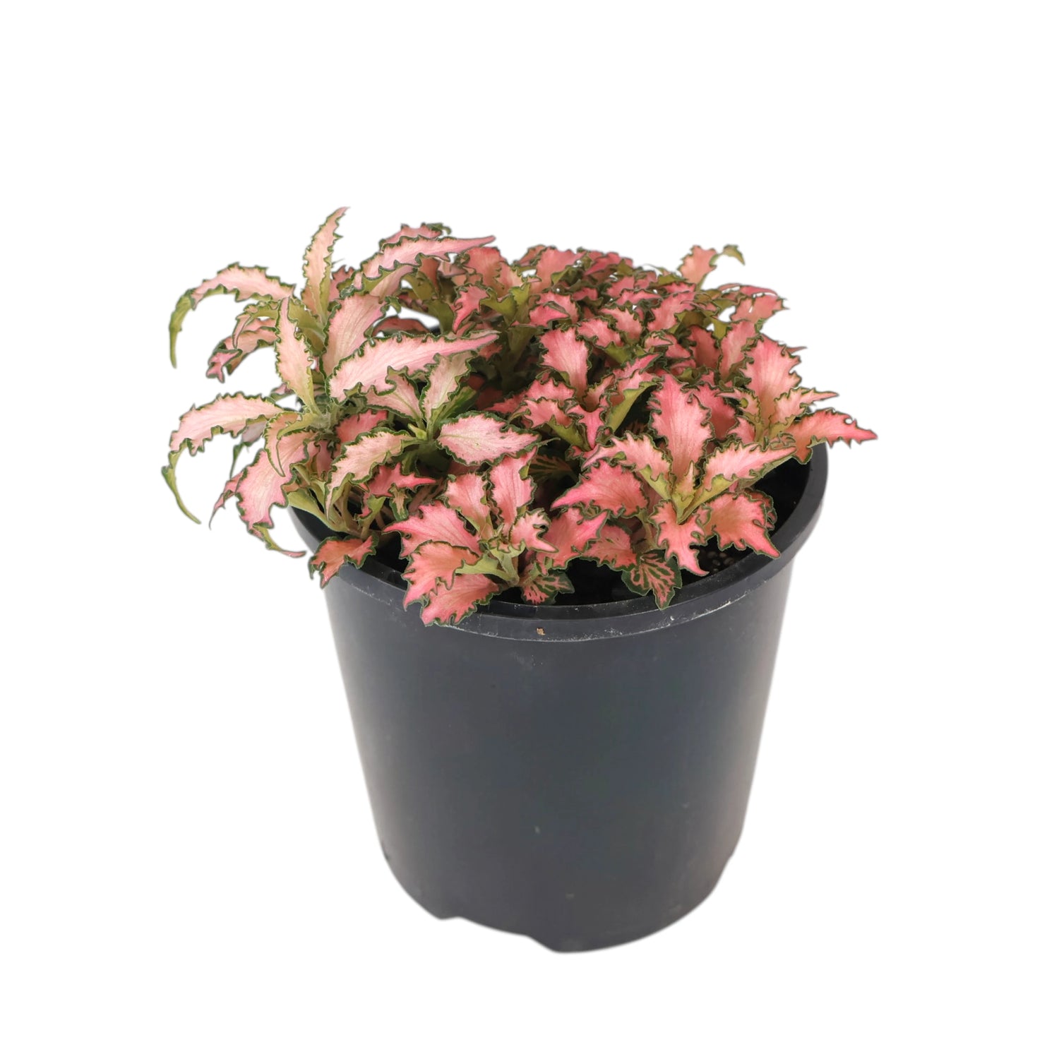Fittonia Pink Forest Flame 100mm