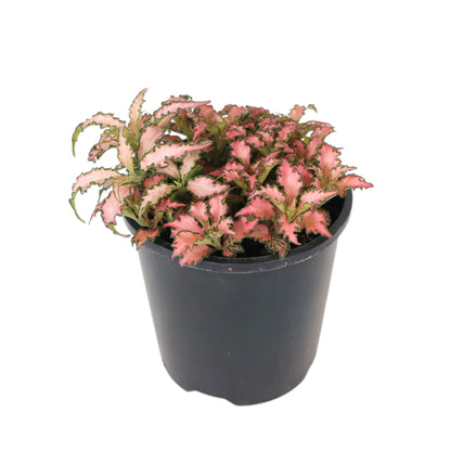 Fittonia Pink Forest Flame 100mm